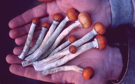 The Spiritual and Mystical Experiences of Magic Mushroom Dunks